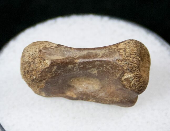 Indeterminate Cretaceous Reptile Vertebra #17680